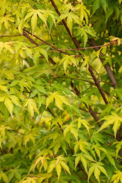 Acer palmatum 'Katsura' C3 40-50