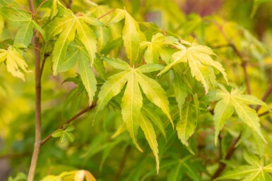 Acer palmatum 'Katsura' C3 40-50