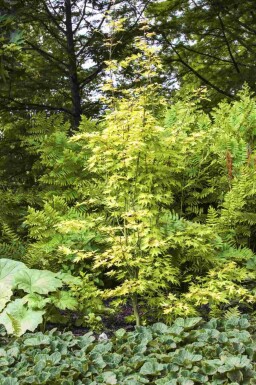 Acer palmatum 'Orange Dream' C3 30-40