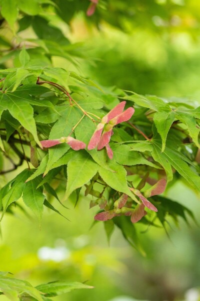 Acer palmatum 'Osakazuki' C7,5 50-60
