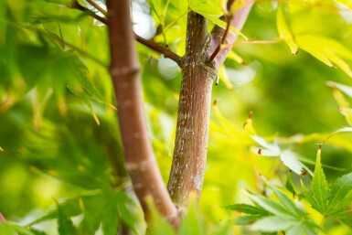 Acer palmatum 'Osakazuki' C7,5 50-60