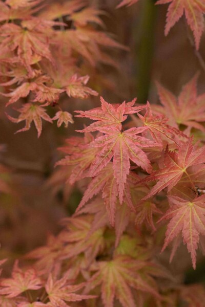 Japanse esdoorn Acer palmatum 'Phoenix' struik 60-80 C7,5 Acer palmatum 'Phoenix' struik 60-80 cm