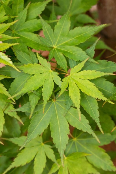 Acer palmatum 'Sangokaku' C5 60-80