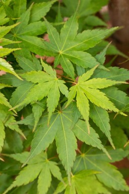 Acer palmatum 'Sangokaku' C5 60-80