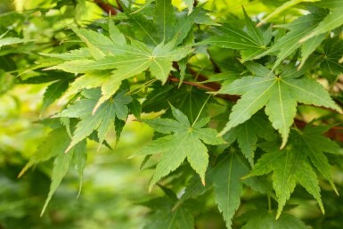 Acer palmatum 'Sangokaku' C5 60-80
