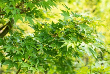Acer palmatum 'Sangokaku' C5 60-80