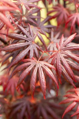 Acer palmatum 'Trompenburg' C3 30-40