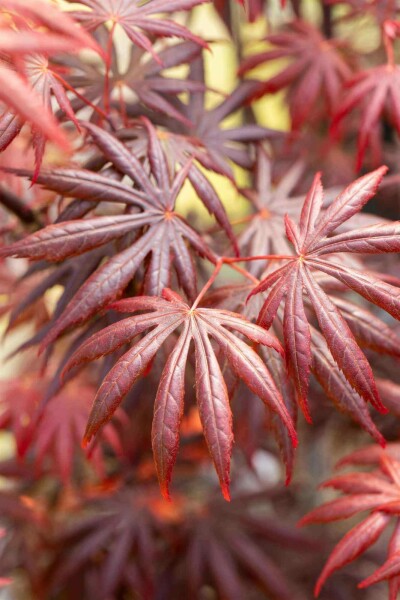 Acer palmatum 'Trompenburg' C10 60-70