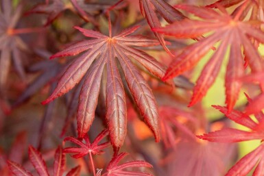 Acer palmatum 'Trompenburg' C10 60-70