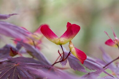 Acer palmatum 'Trompenburg' C10 60-70