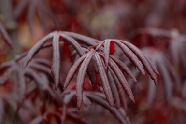 Acer palmatum 'Trompenburg' C10 60-70