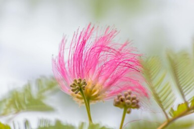 Albizia julibrissin C3,5 40-50