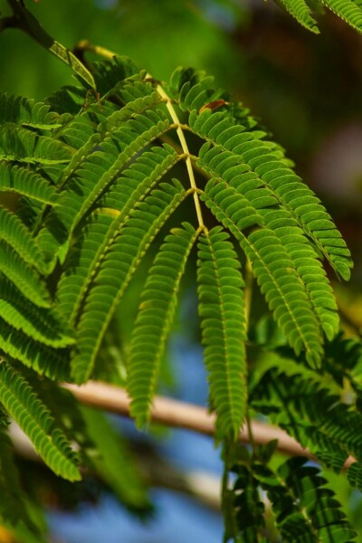 Albizia julibrissin 'Ombrella' C5 50-60