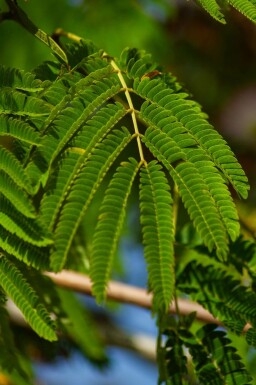 Albizia julibrissin 'Ombrella' C5 50-60