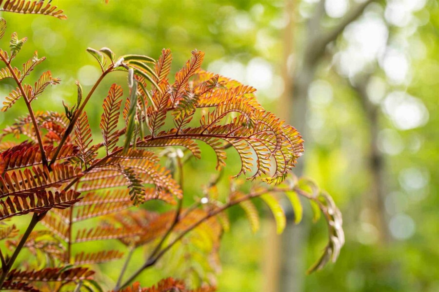 Perzische slaapboom Albizia julibrissin 'Summer Chocolate' struik 80-100 C3 Albizia julibrissin 'Summer Chocolate' struik 80-100 cm