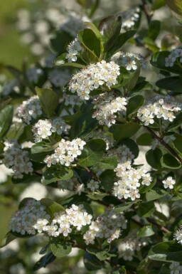 Aronia prunifolia 'Viking' C3 50-60
