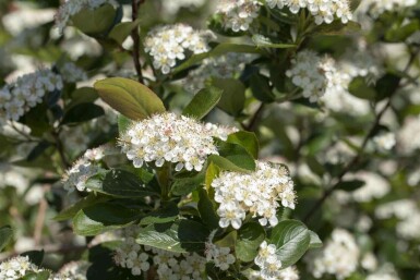 Aronia prunifolia 'Viking' C3 50-60