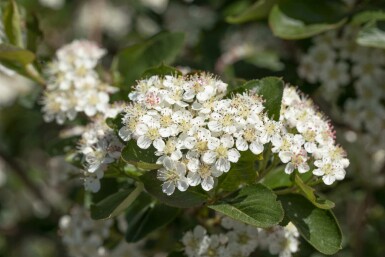 Aronia prunifolia 'Viking' C3 50-60