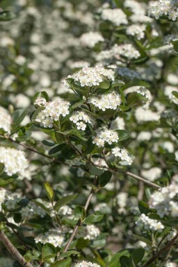 Aronia prunifolia 'Viking' C3 50-60