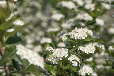 Aronia prunifolia 'Viking' C3 50-60