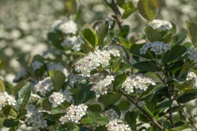 Aronia prunifolia 'Viking' C3 50-60