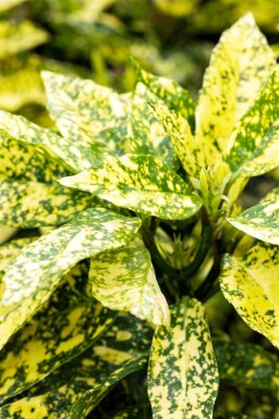 Aucuba japonica 'Crotonifolia' C2,5 20-30