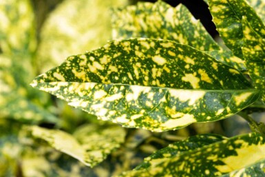 Aucuba japonica 'Crotonifolia' C2,5 20-30