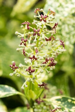 Aucuba japonica 'Crotonifolia' C2,5 20-30