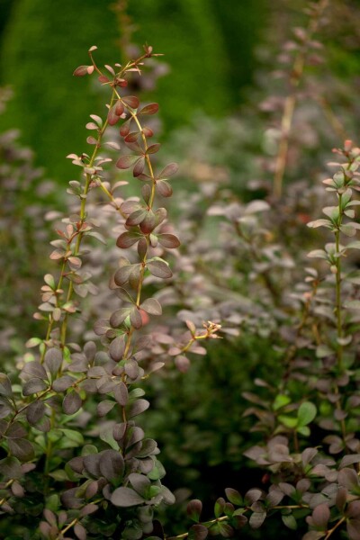 Berberis thunbergii C2 60-80