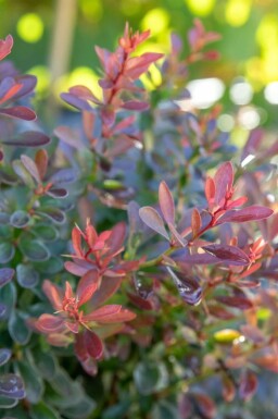 Japanse zuurbes Berberis thunbergii 'Bagatelle' struik Berberis thunbergii 'Bagatelle' struik