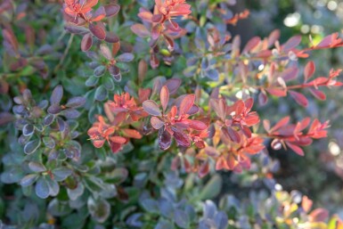 Berberis thunbergii 'Bagatelle'