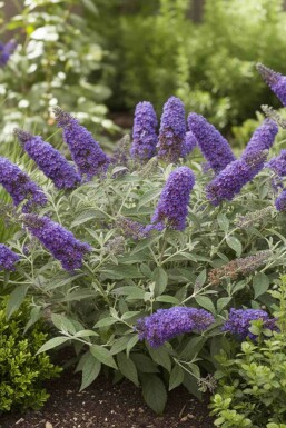 Vlinderstruik Buddleja davidii 'Free Petite Blue Heaven' struik 20-25 C2 Buddleja davidii 'Free Petite Blue Heaven' struik 20-25 cm