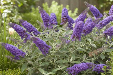 Buddleja davidii 'Free Petite Blue Heaven' struik 20-25 cm