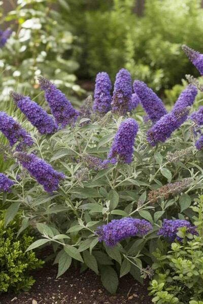 Buddleja davidii 'Free Petite Blue Heaven' struik 30-40 cm