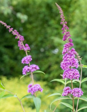 Vlinderstruik Buddleja davidii 'Ile de France' struik 30-40 C2 Buddleja davidii 'Ile de France' struik 30-40 cm