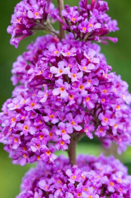 Vlinderstruik Buddleja davidii 'Ile de France' struik 30-40 C2 Buddleja davidii 'Ile de France' struik 30-40 cm