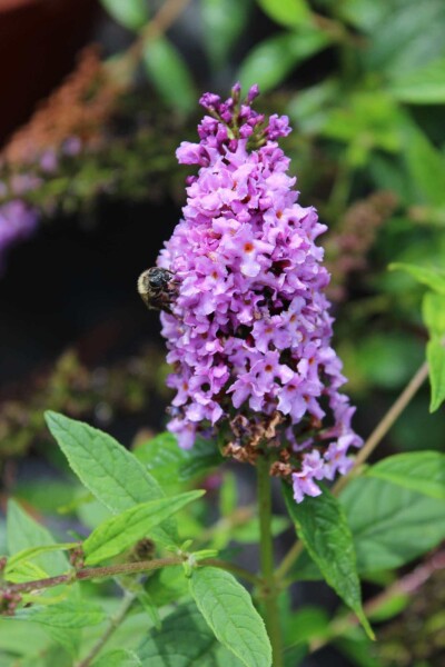 Buddleja 'Lilac Chip' C12 50-60