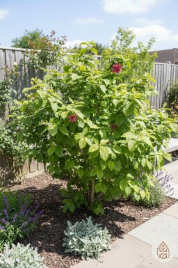 Geen afbeelding beschikbaar