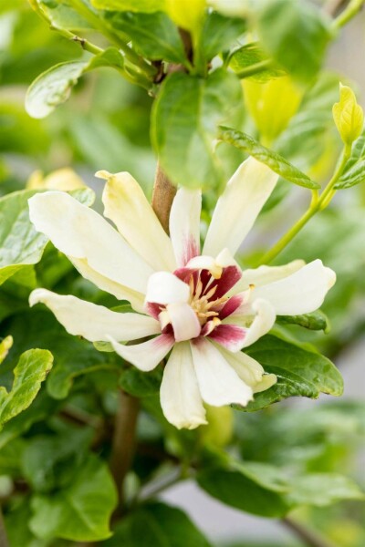 Calycanthus 'Venus' C3 30-40