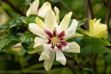 Calycanthus 'Venus' C3 30-40