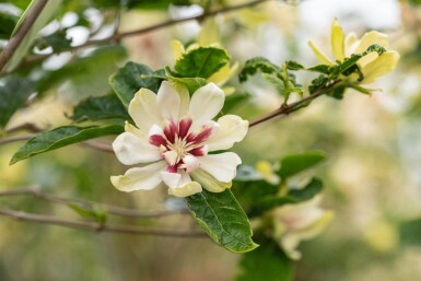 Calycanthus 'Venus' C3 30-40