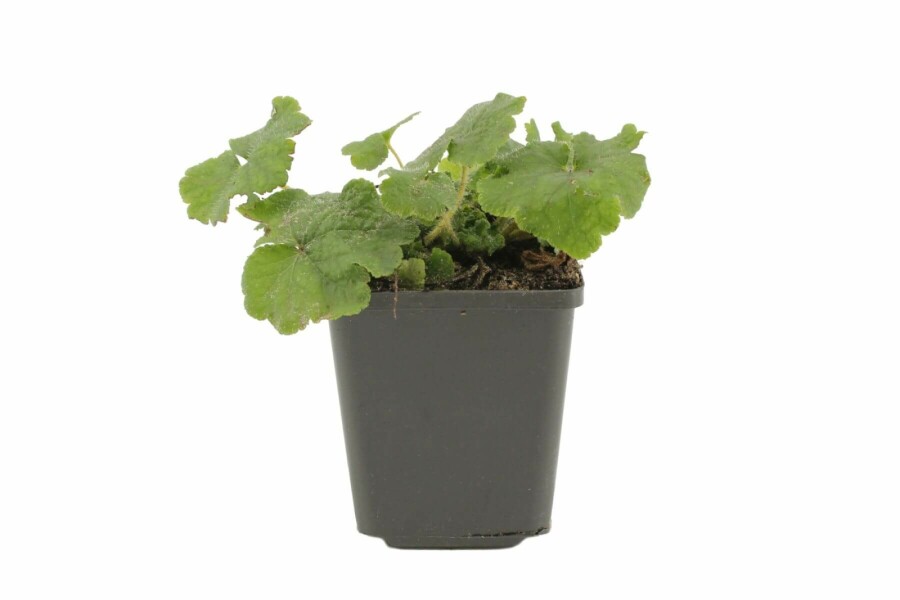 Tellima Tellima grandiflora 5-10 Pot P9 Tellima grandiflora