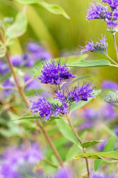 Blauwe baardbloem Caryopteris clandonensis 'Heavenly Blue' struik 30-40 C2 Caryopteris clandonensis 'Heavenly Blue' struik 30-40 cm