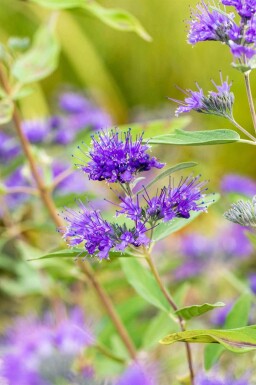 Blauwe baardbloem Caryopteris clandonensis 'Heavenly Blue' struik 30-40 C2 Caryopteris clandonensis 'Heavenly Blue' struik 30-40 cm