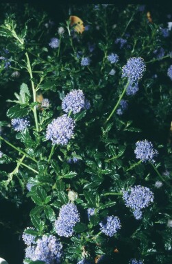 Amerikaanse sering Ceanothus 'Blue Mound' struik Ceanothus 'Blue Mound'