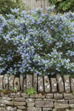 Amerikaanse sering Ceanothus burkwoodii struik 40-50 C3 Ceanothus burkwoodii struik 40-50 cm