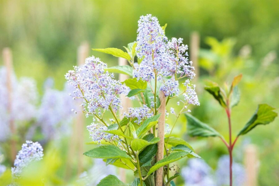 Amerikaanse sering Ceanothus 'Gloire de Versailles' struik 30-40 C2 Ceanothus 'Gloire de Versailles' struik 30-40 cm