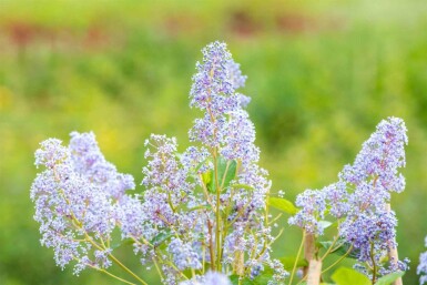 Amerikaanse sering Ceanothus 'Gloire de Versailles' struik 30-40 C2 Ceanothus 'Gloire de Versailles' struik 30-40 cm