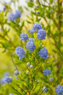 Amerikaanse sering Ceanothus impressus 'Victoria' struik 25-30 C3 Ceanothus impressus 'Victoria' struik 25-30 cm