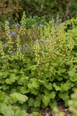 Tellima Tellima grandiflora 'Rubra' 5-10 Pot P9 Tellima grandiflora 'Rubra'